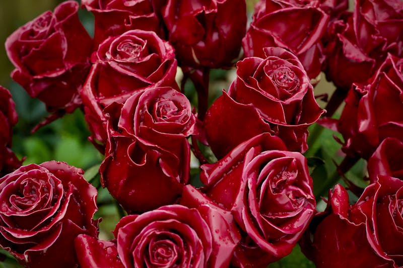 Italian red wine Chianti in glass